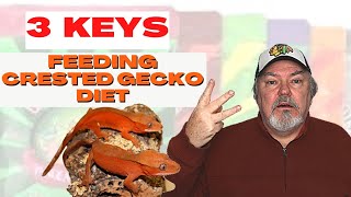 Feeding Crested Gecko Diet  3 Important Keys [upl. by Thekla551]