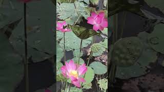 waterlilytvideo1001 [upl. by Carri926]