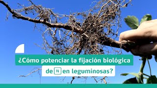 AR  Potenciá la fijación biológica de nitrógeno con YaraAmplix NRHIZO 🌱 [upl. by Temirf647]