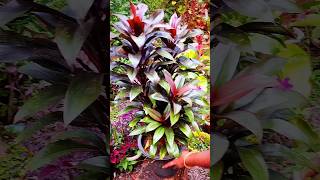 cordyline gardening cordyline plant 🌱shortvideo youtubeshorts [upl. by Monson]