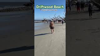 Driftwood Beach driftwood beach jekyllisland beach atlanticocean driftwood georgia coast [upl. by Thibault]