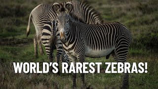 The Worlds Rarest Zebras Incredible Facts About Grevys Zebras [upl. by Narmak]