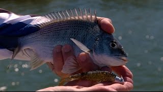 Squidgie Fish Techniques  SHIMANO AUSTRALIA [upl. by Laura823]