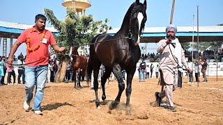 Horses in Pushkar Fair Ring horse ghoda horses ghode pushkarfair pushkarmela marwadihorses [upl. by Clarance]