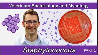 Staphylococcus Part 1  Veterinary Bacteriology and Mycology [upl. by Lundgren]