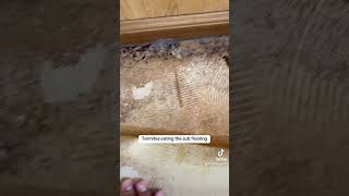 🏡 😋 🪲 termites eating this home’s floor pestcontrol termites pestinspection [upl. by Eleanora]