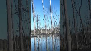 Some Minnesota Mallards in Flooded Timber duckhunting fall minnesota [upl. by Ahmed]