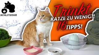 🔥Katze trinkt nicht oder zu wenig  16 Tipps  Katze zum Wasser trinken animieren [upl. by Aihsitan]