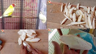 Update 130  CUTTLEBONE samandari jhaag agyi waqarbirds bird [upl. by Yot]