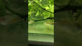 🤯🐠✨Gowrami fish breeding day1💥🤩telugu trending aquarium breedingfish gowramifish [upl. by Aimat]