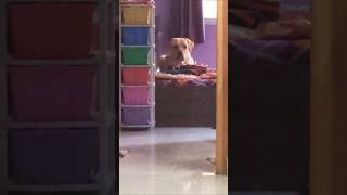 ⭐quotpaposh quot⭐ dailyvideoblog labrador labr dailyvlog doglover funny dog lab labloversshorts [upl. by Eiggam922]