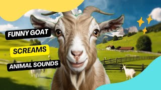 Funny Goat Screams  Sound Effects [upl. by Ki399]