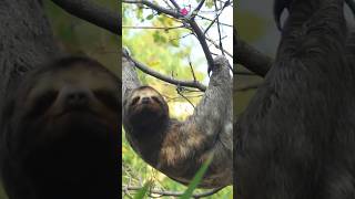 Why Sloths Are the Slowest Animals in the Forest facts animalmovement allometry viralvideo [upl. by Sibelle]