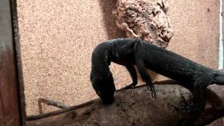 Forelimbassisted extractive foraging in the black tree monitor Varanus beccarii [upl. by Kavanagh]