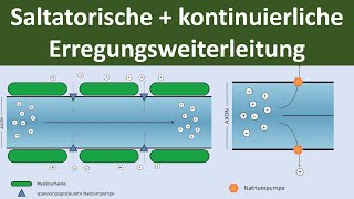 Saltatorische und kontinuierliche Erregungsleitung am Axon Biologie Neurobiologie Oberstufe [upl. by Eenafit]