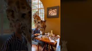 The Giraffe Manor in Nairobi Kenya 🇰🇪 BEST Hotel in Africa LuxuryLifestyleStatus [upl. by Mile694]