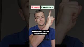 Ces questions fréquentes lorsque son animal a un problème Part 5  veterinaire vet animals [upl. by Obellia]