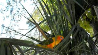 wild sun conure [upl. by Tnias599]