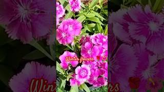 Winter flowers 🌷🌹The Nature vibes winter flower flowers [upl. by Angel]