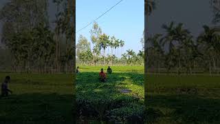 Tea garden at Tetulia Panchagarh Bangladesh [upl. by Beauregard]