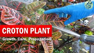 How to Grow Croton Plant  Croton plant care  Codiaeum variegatum Botany Growth Care Video English [upl. by Norabel]