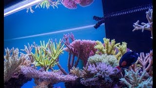 A Reef in the Sky 5 Aquarium [upl. by Gladi815]