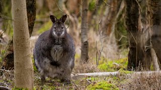 Wallabies on the Isle of Man  Hidden Issues [upl. by Kolnos]