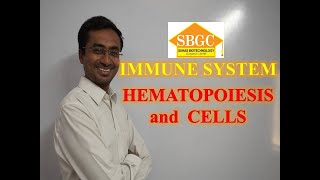 Hematopoiesis and cells of immune system [upl. by Standush]