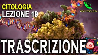 La TRASCRIZIONE del DNA Citologia lezione 19 [upl. by Neevan588]