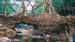 Unknown fact about Root bridge in Meghalaya [upl. by Daughtry]