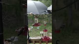 Hummingbirds Checking out the Camera 9142024 birds nature hummingbird wildlife sound short [upl. by Ahel]