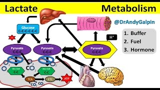 What Lactate is amp What it ACTUALLY does 25 Min Phys [upl. by Airamahs]