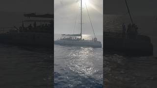 ⛵️🐬 Magic Select Catamaran Dolphin watching Fuerteventura dolphin tour travel fuerteventura [upl. by Schrick638]