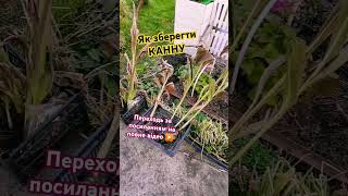 ПІДПИШИСЬ SUBSCRIBE Cannа winter care Canna pielęgnacja zimowaporadyogrodniczeshortsgarden [upl. by Gnilrets439]