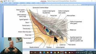 Anatomy GIT Module in Arabic 11  Inguinal ligament   by Wahdan [upl. by Acilejna]