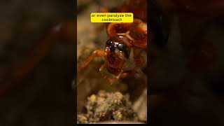 Wasp vs Cockroach – The Ultimate Insect Showdown [upl. by Notaes814]