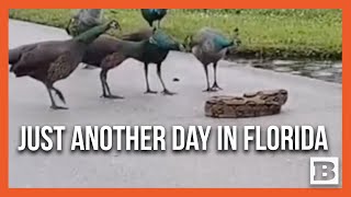 Florida Be Like That Sometimes 8Foot Boa Constrictor Stalking Peacocks Removed from Neighborhood [upl. by Haroppizt843]