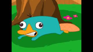 Perry the Platypus Noise [upl. by Anaer518]