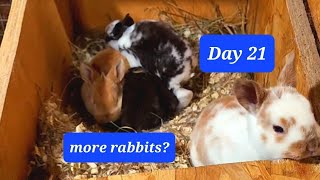 Raising Rabbits Day 21 and Day 1 homestead farming rabbit chicken baby live love subscribe [upl. by Sherl]