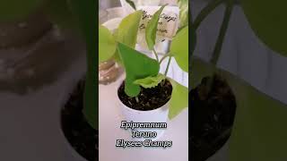 Эпипремнум Ауреум сорта Epipremnum Aureum myplants epipremnum растения pothosplant garden [upl. by Areid]