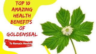 Top 10 Amazing Health Benefits Of Goldenseal [upl. by Patrica]