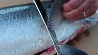 Scott Haugen shows how to fillet a big fish [upl. by Lavery]