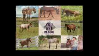 You Bet Im Good  AQHA Bay Roan Stallion by Zippos Mr Good Bar [upl. by Eldredge]