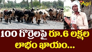 Sheep and Goat Farming  100 గొర్రెల పై రూ6 లక్షల లాభం ఖాయం Gorrelu Pempakam  Tone Agri [upl. by Lodmilla]