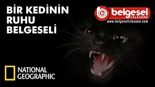 Bir Kedinin Ruhu Belgeseli  Türkçe Dublaj [upl. by Joash]