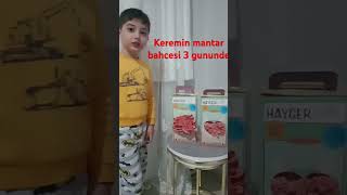 Kerem Pembe mantar bahcesinde üretimin 3 gününde mantarbahcesi mushroom funny wwwdogalhobicom [upl. by Yenmor590]