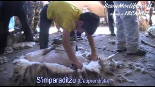 La tosatura in Sardegna  Su tusorzu  La trasquila  The shearing [upl. by Hubie]