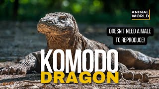 Top 10 MindBlowing Facts About Komodo Dragons  Animal World [upl. by Hawkins]