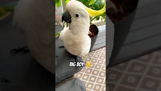 Cockatoo has Grown Real BIG this Winter bird parrot tricks shocked [upl. by Annehcu]