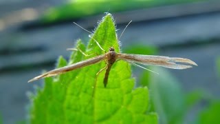 Emmelina monodactyla  Federmotte  TMoth [upl. by Mirielle]